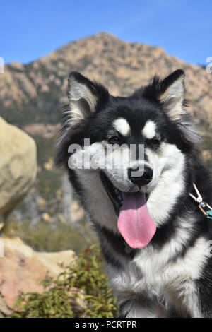 Balck et blanc mignon chiot Husky Sibérien smiling Banque D'Images