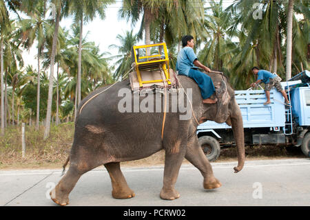 Éléphant d'Asie (Elephas maximus) - Sur la route - Ko Samui - Thaïlande Banque D'Images