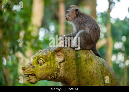 Macaque à longue queue (Macaca fascicularis), singe est assis sur une figure de pierre, tête en pierre avec revêtement de mousse verte, la forêt des singes d'Ubud, Sacred Monkey Forest Sanctuary, Padangtegal, Ubud, Bali, Indonésie, Asie Banque D'Images