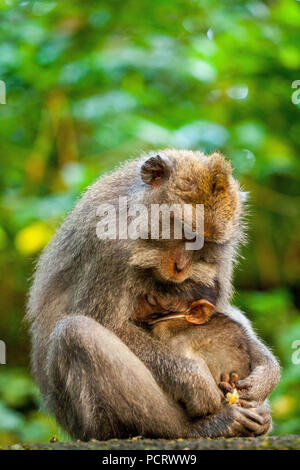 Macaque à longue queue (Macaca fascicularis), singe famille avec bébés, dormir les singes, monkey baby, mur de pierre, la forêt des singes d'Ubud, Sacred Monkey Forest Sanctuary, Padangtegal, Ubud, Bali, Indonésie, Asie Banque D'Images