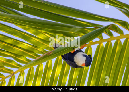 Une perruche endémique, le bleu lorikeet dans un palmier au Blue Lagoon, atoll de Rangiroa, Tuamotu, Polynésie Française Banque D'Images