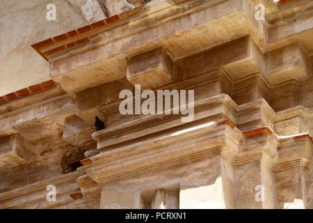 Pigeon assis sur un rebord élevé à l'intérieur des ruines à Antigua Banque D'Images