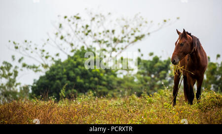 Cheval de pâturage dans la vallée de Vinales, Cuba, Pinar del Río, Cuba Banque D'Images