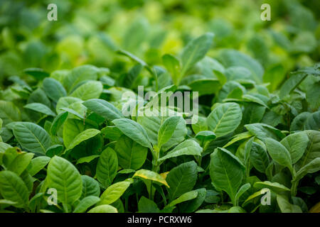 Le tabac (Nicotiana), lit de plantation pour les plants de tabac, la culture du tabac, les usines de Cuba, Pinar del Río, Cuba Banque D'Images