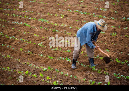 Le tabac (Nicotiana), l'agriculteur travaille sur son champ de tabac dans la vallée de Vinales, Cuba, Pinar del Río, Cuba Banque D'Images