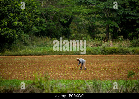 Le tabac (Nicotiana), l'agriculteur travaille sur son champ de tabac dans la vallée de Vinales, Cuba, Pinar del Río, Cuba Banque D'Images