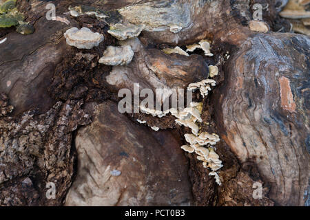 L'Autriche, Alpbach valley, champignons sur une souche d'arbre. Banque D'Images