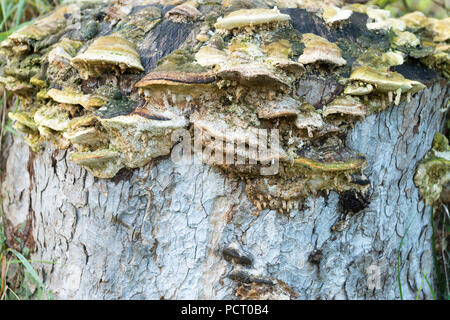 L'Autriche, Alpbach valley, champignons sur une souche d'arbre. Banque D'Images