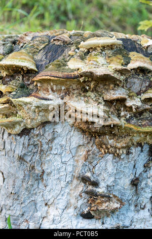 L'Autriche, Alpbach valley, champignons sur une souche d'arbre. Banque D'Images