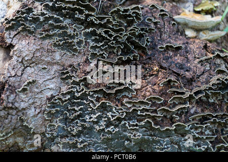 L'Autriche, Alpbach valley, champignons sur une souche d'arbre. Banque D'Images