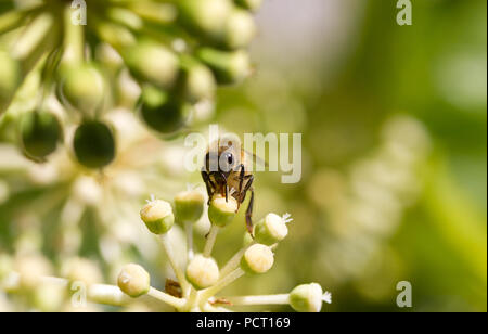 La collecte du pollen d'Abeille sur fleur blanche avec fond vert photo floue Banque D'Images