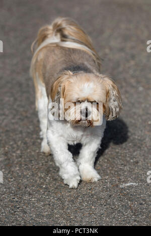 un petit chien ou un terrier de mauvaise humeur en colère et grincheux qui marche vers l'appareil photo avec un visage drôle. Banque D'Images