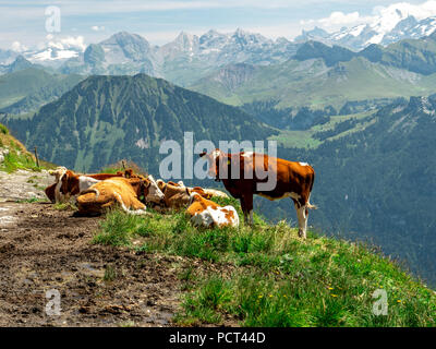 Les vaches refroidissement sur une ferme de montagne au cours de la journée d'été ensoleillé dans les Alpes suisses Banque D'Images