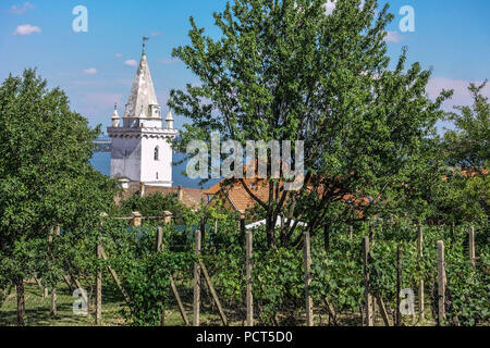 Vignoble tchèque, Tour de l'église dans le vignoble, région de Palava, Pavlov, Moravie du Sud, village paysagé de la République tchèque Banque D'Images
