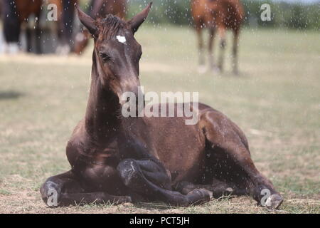 Filly baignant dans la poussière et la boue humide après la douche dans le corral terrain chaude journée d'été Banque D'Images