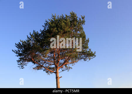 Plus de Lone Pine le bleu ciel photo Banque D'Images