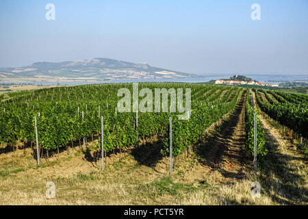 Vignobles, à l'arrière-plan, paysage, montagnes Palava Zajeci, champs de Moravie du Sud en République Tchèque Banque D'Images