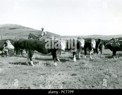Homme à cheval au milieu des bovins ca 1938-1947 Banque D'Images