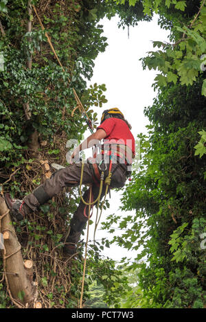 Tree Surgeon dans un faisceau fixe lui-même à un arbre Banque D'Images