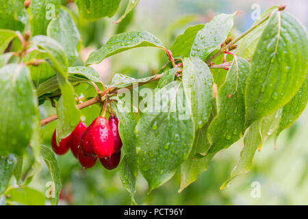 Cerises en cornaline rouge mûr appelé aussi cornel ou sur la branche de cornouiller. Fruits Cornus . Les baies du cornouiller sont suspendus sur une branche d'arbre cornouiller. Corne Banque D'Images