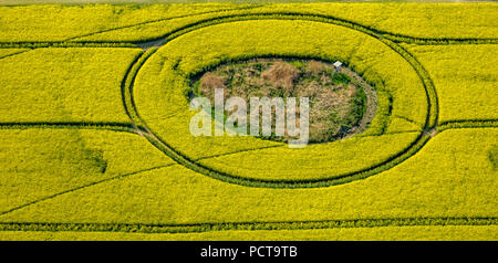 Champ de colza avec un îlot d'arbres près de Lübeck, Plateau des lacs Mecklembourgeois, Mecklembourg-Poméranie-Occidentale, Allemagne Banque D'Images