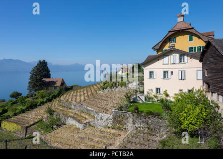 Terrasses sur le lac de Genève, Epesses en Lavaux, près de Lausanne, canton de Vaud, Suisse Romande, Suisse Banque D'Images