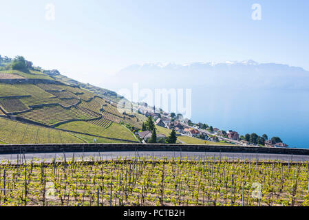 Vignobles en terrasses sur le lac de Genève dans le Lavaux avec vue sur le Mont Blanc, près de Lausanne, canton de Vaud, Suisse Romande, Suisse Banque D'Images