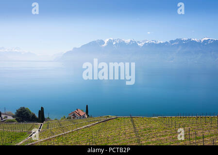 Terrasses sur le lac de Genève au village de St Saphorin en Lavaux, près de Lausanne, canton de Vaud, Suisse Romande, Suisse Banque D'Images