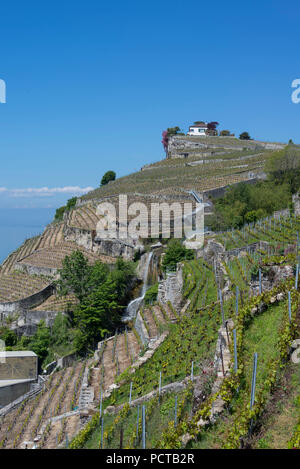 Vignobles en terrasses sur le lac de Genève dans la région de Lavaux, près de Lausanne, canton de Vaud, Suisse Romande, Suisse Banque D'Images