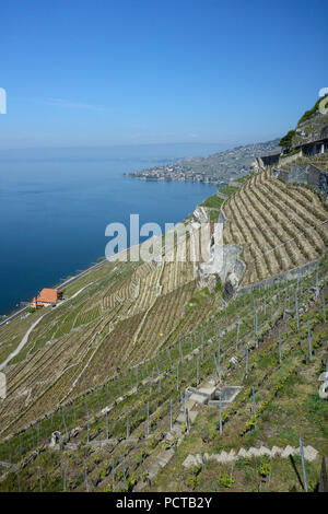 Vignobles en terrasses sur le lac de Genève dans la région de Lavaux, près de Lausanne, canton de Vaud, Suisse Romande, Suisse Banque D'Images