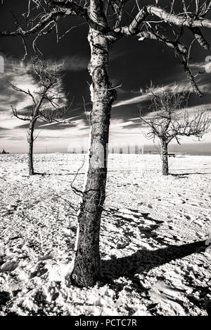 Sur l'hiver en hiver, Wasserkuppe Rhön, Hesse, Germany, Europe Banque D'Images