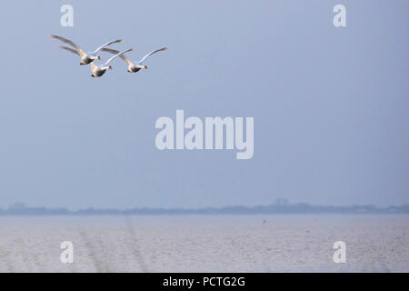 Trois cygnes tuberculés, Cygnus olor, volant au-dessus de la baie Banque D'Images