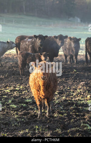 Les jeunes vaches Galloway brun approchant le photographe, portrait Banque D'Images