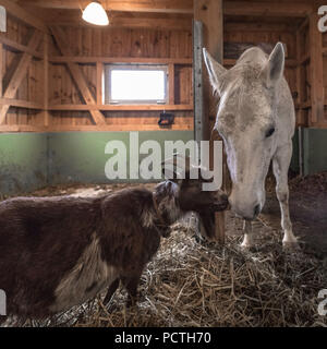 Cheval Arabe Shagya et chèvres naines africaines se pelotonnant dans la grange, l'Allemagne, la Bavière Banque D'Images