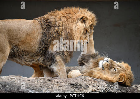 Lion d'Asie, Panthera leo persica, homme, tendre, de repos, captive Banque D'Images