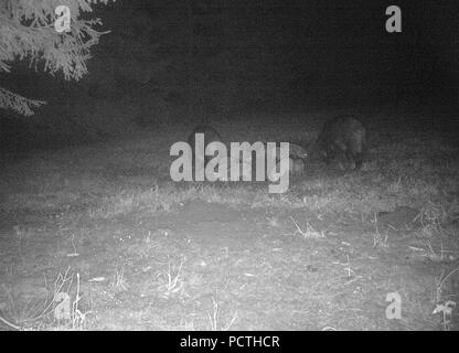 Les sangliers sauvages avec de jeunes animaux dans la forêt la nuit, Hochsauerland, Sauerland, Rhénanie du Nord-Westphalie, Allemagne Banque D'Images