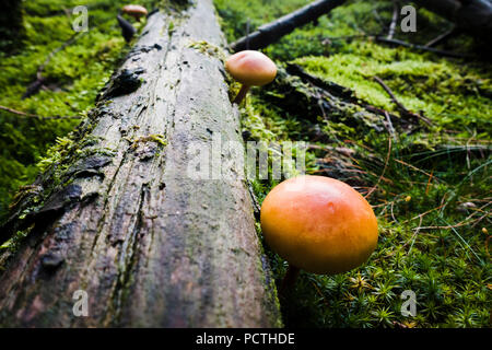 Champignons sur tronc de l'arbre en automne, Parc Naturel de la forêt d'Arnsberg, Hochsauerland, Sauerland, Rhénanie du Nord-Westphalie, Allemagne Banque D'Images