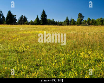 Allemagne, Hesse, Frankenau-Altenlotheim, la nature et le parc national d'Förster, été pré sur le 'Fahrentriesch', Kellerwald trail Banque D'Images