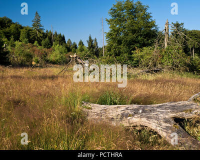 Allemagne, Hesse, Frankenau-Altenlotheim, la nature et le parc national d'Förster, le bois mort sur le 'Fahrentriesch', Kellerwald trail Banque D'Images