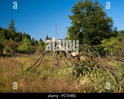 Allemagne, Hesse, Frankenau-Altenlotheim, la nature et le parc national d'Förster, le bois mort sur le 'Fahrentriesch', Kellerwald trail Banque D'Images