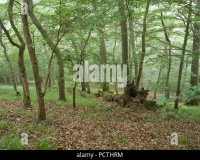 Allemagne, Hesse, Frankenau-Altenlotheim, nature et du parc national de la forêt de feuillus, Förster de chênes, d'érables et de hêtres à Kronberg, Kellerwald trail Banque D'Images