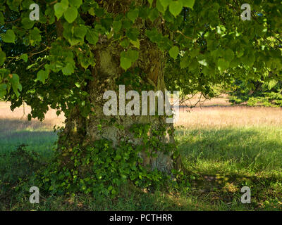 Allemagne, Hesse, Frankenau-Altenlotheim, la nature et le parc national d'Förster, tilleuls sur le 'Fahrentriesch', Kellerwald trail Banque D'Images