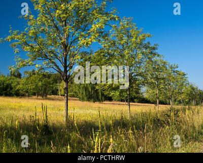 Allemagne, Hesse, Frankenau-Altenlotheim, la nature et le parc national d'Förster, montagne de la cendre sur la 'Fahrentriesch', Kellerwald trail Banque D'Images