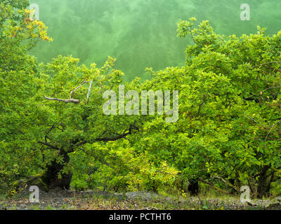 Allemagne, Hesse, Vöhl, la nature et le parc national d'Förster, pente raide avec chênes noueux dumast sur le Kahlen Hardt, parfois jusqu'à 1000-year-old Oaks, primeval forest trail, Trail, hêtre noueux vue Edersee Banque D'Images