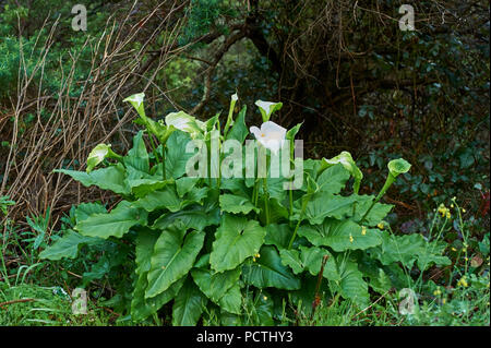 Calla, bog arum ou calla des marais (Calla palustris), fleur, Victoria, Australie, Océanie Banque D'Images