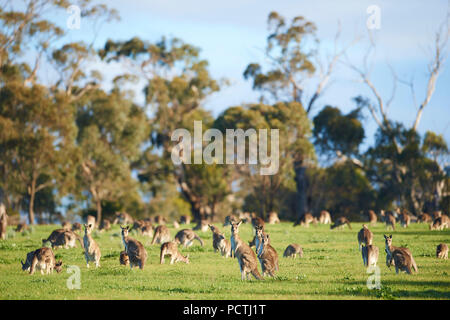 Pack kangourou, Kangourou Gris (Macropus giganteus), prairie, debout, Victoria, Australie, Océanie Banque D'Images