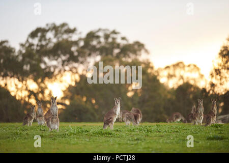 Noodle kangourou, Kangourou Gris (Macropus giganteus), prairie, debout, Victoria, Australie, Océanie Banque D'Images