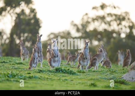 Noodle kangourou, Kangourou Gris (Macropus giganteus), prairie, debout, Victoria, Australie, Océanie Banque D'Images