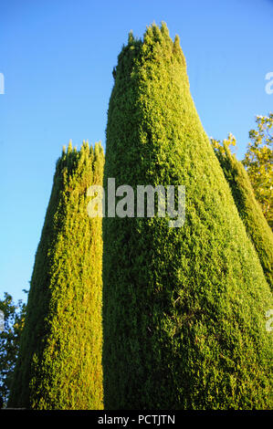 Un portrait de grands arbres cyress. Banque D'Images