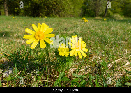 Spring Pheasant's Eye, Adonis vernalis, Sodenberg, Hammelburg, District Bad Kissingen, Rhön, Bavière, Allemagne Banque D'Images